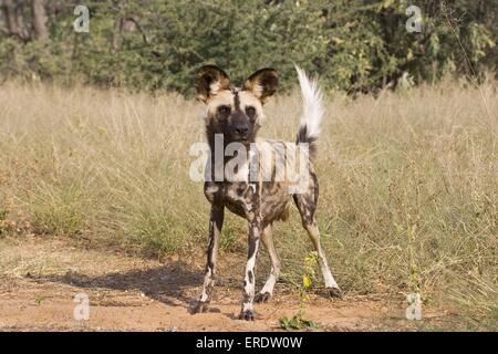 African Hunting dog Foto Stock