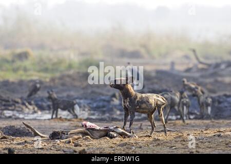 African Hunting dog Foto Stock