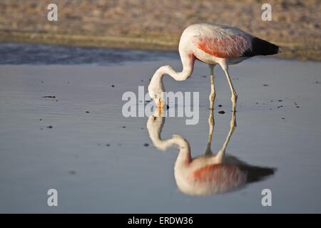 Fenicottero delle Ande Foto Stock