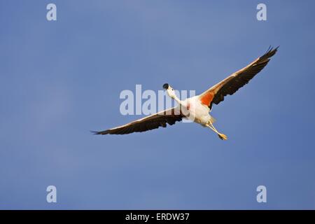 Flying flamingo andina Foto Stock