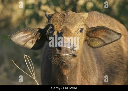 Giovani bufali del Capo Foto Stock