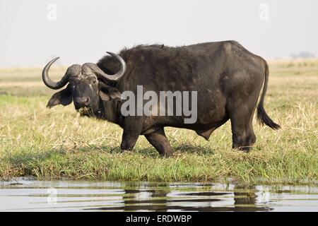 Bufalo del capo Foto Stock