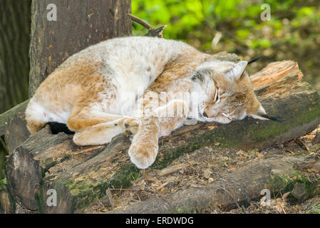 Lince europea (Lynx lynx), maschio, dormendo su una pila di tronchi, captive, Bassa Sassonia, Germania Foto Stock