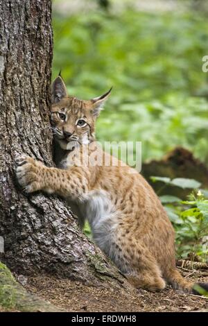 I giovani europei lynx Foto Stock