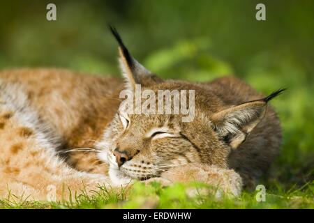 Lince europea Foto Stock