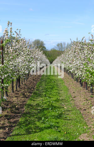 Meleto in Kent, England, Regno Unito Foto Stock