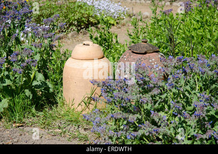 Due terracotta argilla rabarbaro forcers costringendo i vasetti in un giardino con erbe aromatiche borragine Foto Stock