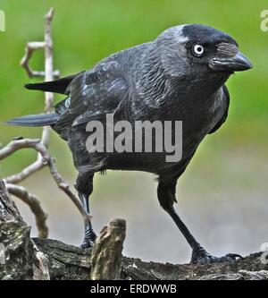 Taccola Corvus monedula piccoli stati del corvo famiglia, un intelligente uccello onnivoro Foto Stock