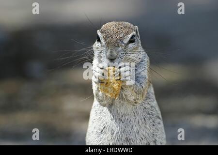 Terra africana squirell Foto Stock