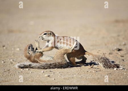 Terra africana squirells Foto Stock