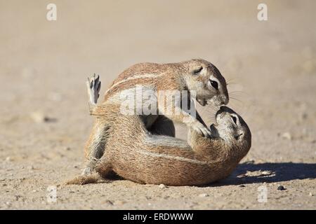 Terra africana squirells Foto Stock