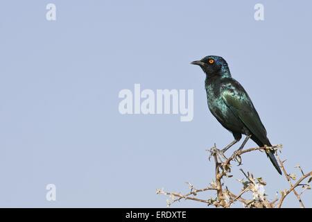 Rosso lucido con spallamento starling Foto Stock