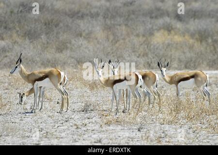 Springboks Foto Stock