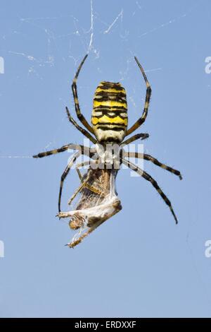 Ragno vespa Foto Stock