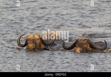 Bufali (Syncerus caffer caffer), due tori sulla sinistra e una mucca nuoto attraverso il fiume Chobe, Chobe National Park Foto Stock