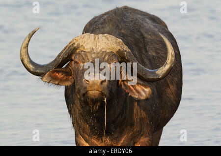 Bufali (Syncerus caffer caffer), Bull presso il fiume Chobe, Chobe National Park, Botswana Foto Stock