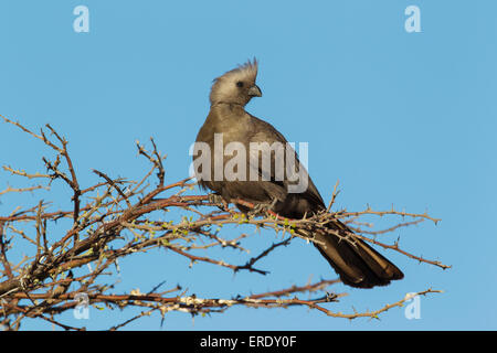 Grigio Lourie o Go-Away grigio-Bird (Corythaixoides concolor), Okavango Delta, riserva Moremi, Botswana Foto Stock