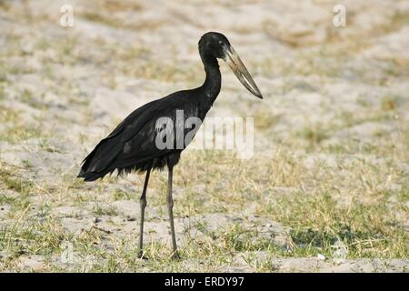 Openbill africana stork Foto Stock