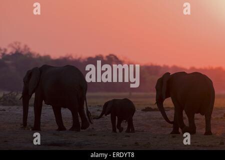 Gli elefanti africani Foto Stock