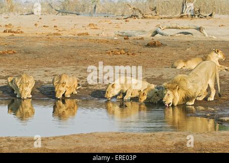 bere leoni Foto Stock