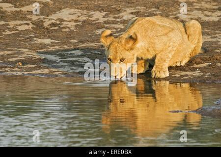 Bere giovane lion Foto Stock