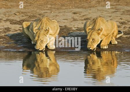 bere leoni Foto Stock