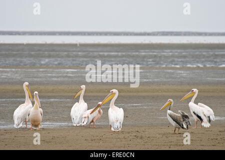 Eastern pellicani bianchi Foto Stock