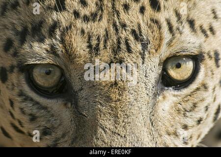 occhi del leopardo Foto Stock