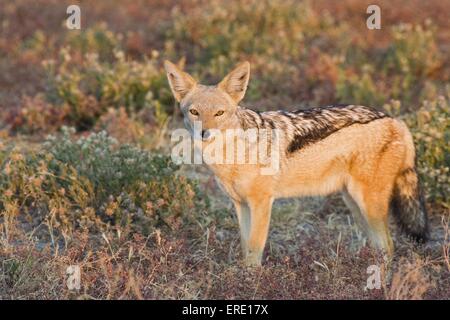 Nero-backed sciacalli Foto Stock