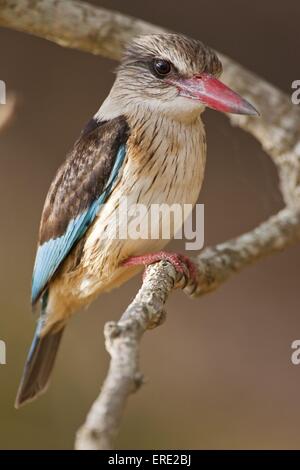 Marrone-incappucciati kingfisher Foto Stock