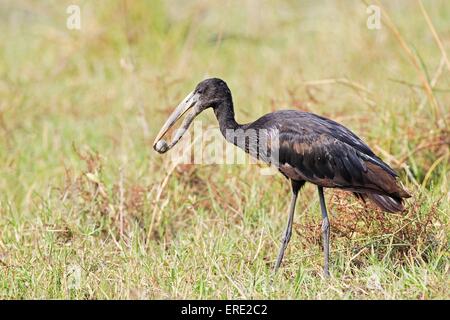 Openbill africana stork Foto Stock