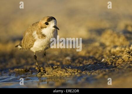 piviere di Snowy Foto Stock