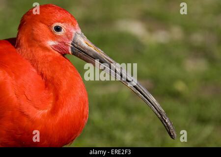 Scarlet Ibis Foto Stock