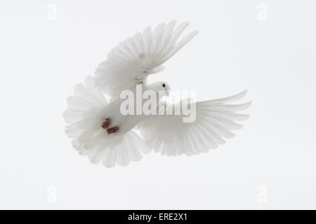 Flying piccione bianco Foto Stock