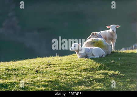 Le pecore e gli agnelli di cui al sole, sping in Cumbria, nel Regno Unito. Foto Stock