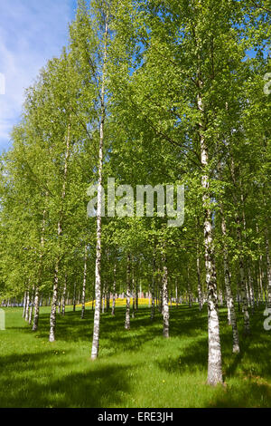 Scenario di sole nel parco, Imatra Finlandia Foto Stock