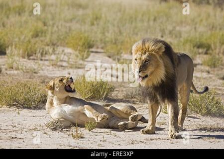 Lions Foto Stock