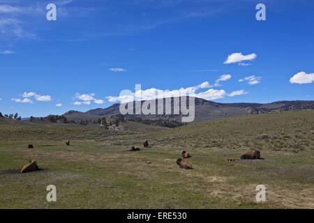 bisonti americani Foto Stock