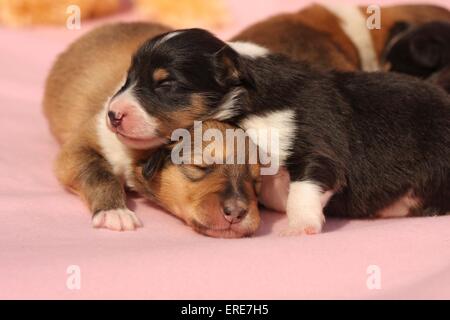 Cuccioli del Collie Foto Stock