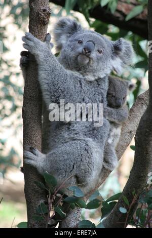 Orsi di Koala Foto Stock