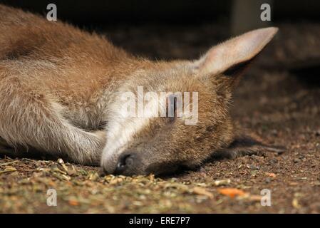 Wallaby Foto Stock