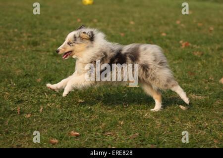 Shetland Sheepdog cucciolo Foto Stock