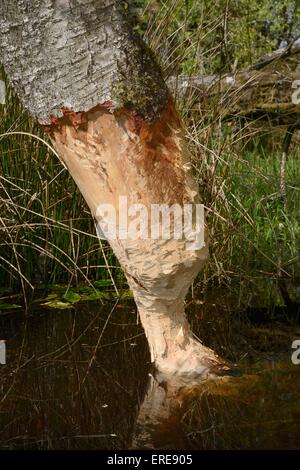 Roverella betulla (Betula pubescens) fortemente rosicchiati dai castori eurasiatica (Castor fiber) e vicino ad essere abbattuto, Devon, Regno Unito. Foto Stock