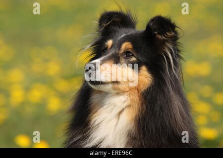 Shetland Sheepdog ritratto Foto Stock