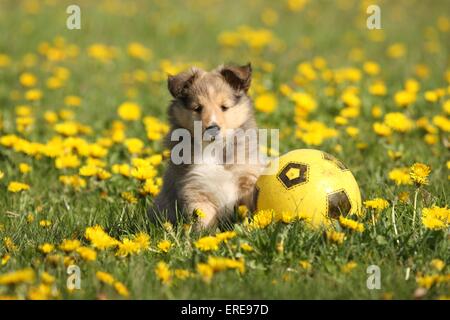 Shetland Sheepdog cucciolo Foto Stock