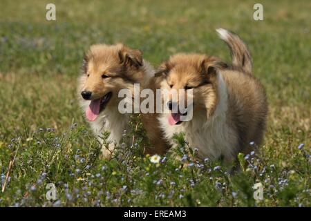 Longhaired Cuccioli Collie Foto Stock