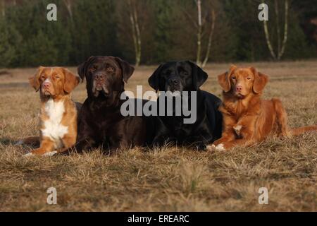 Il Labrador Nova Scotia Duck Tolling Retriever Foto Stock