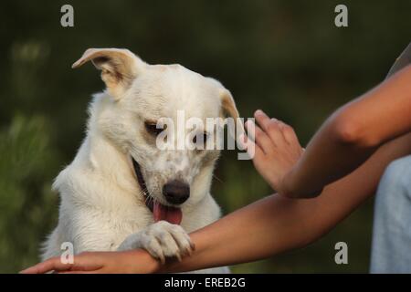 Mongrel mostra trucco Foto Stock