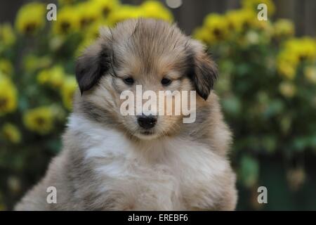 Longhaired collie cucciolo Foto Stock