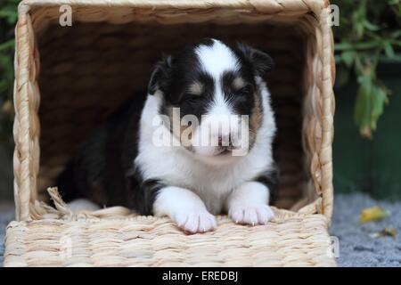 Shetland Sheepdog cucciolo Foto Stock